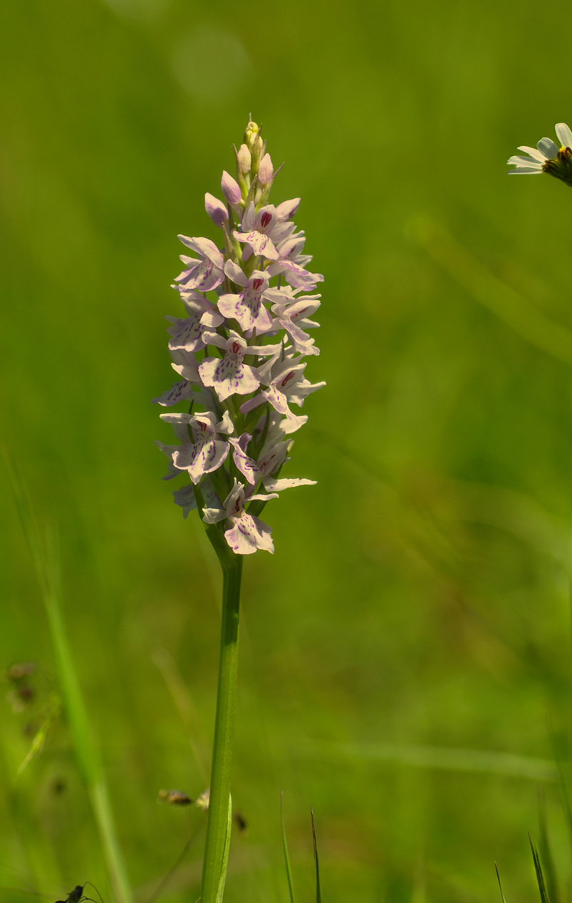 Dacylorhiza fuschii